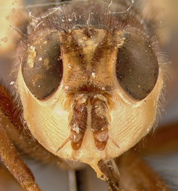 Media type: image;   Entomology 13550 Aspect: head frontal view